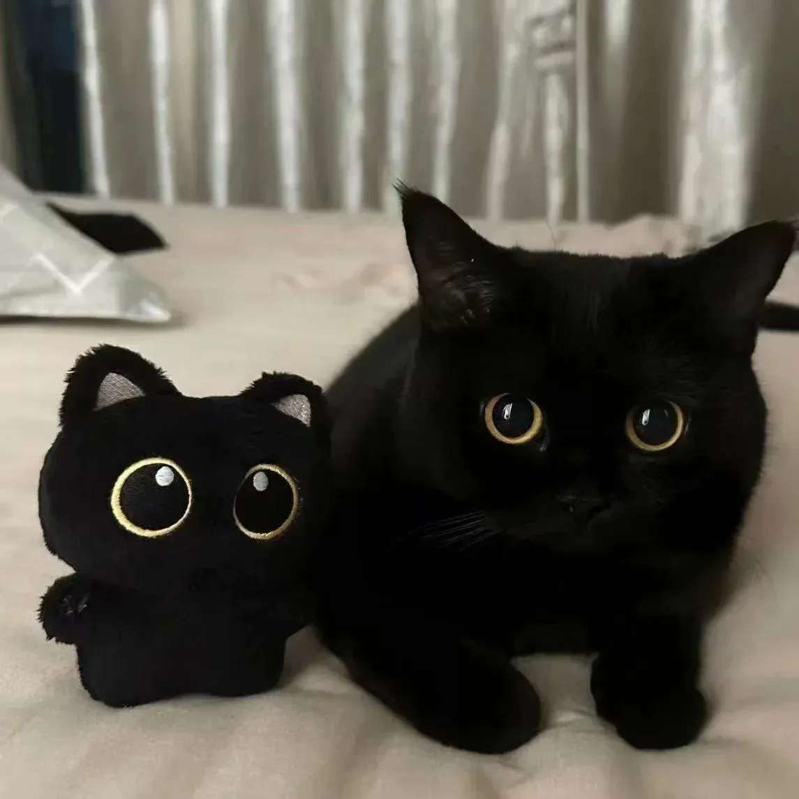 Peluches Black Cat Kawaii - Image 5